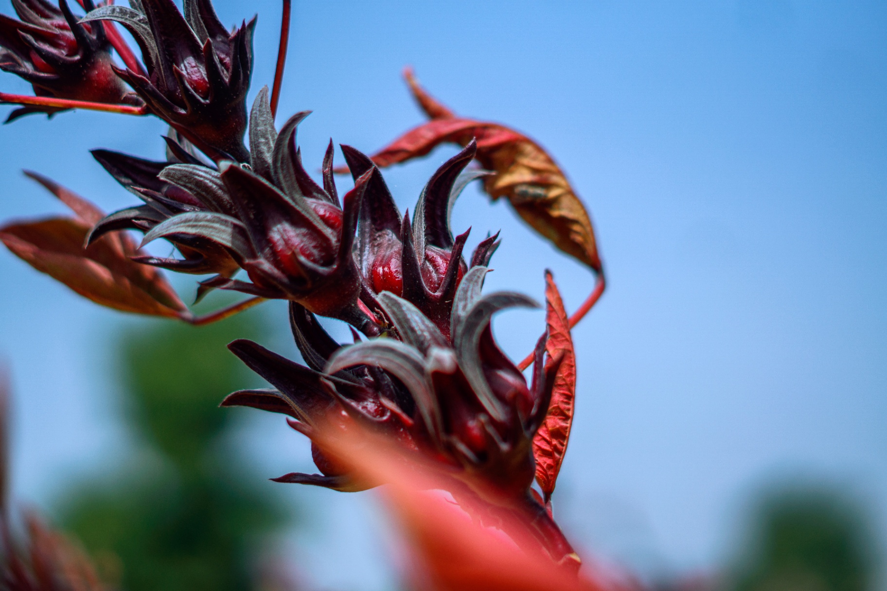 Original Whitesands hibiscus detail photograph